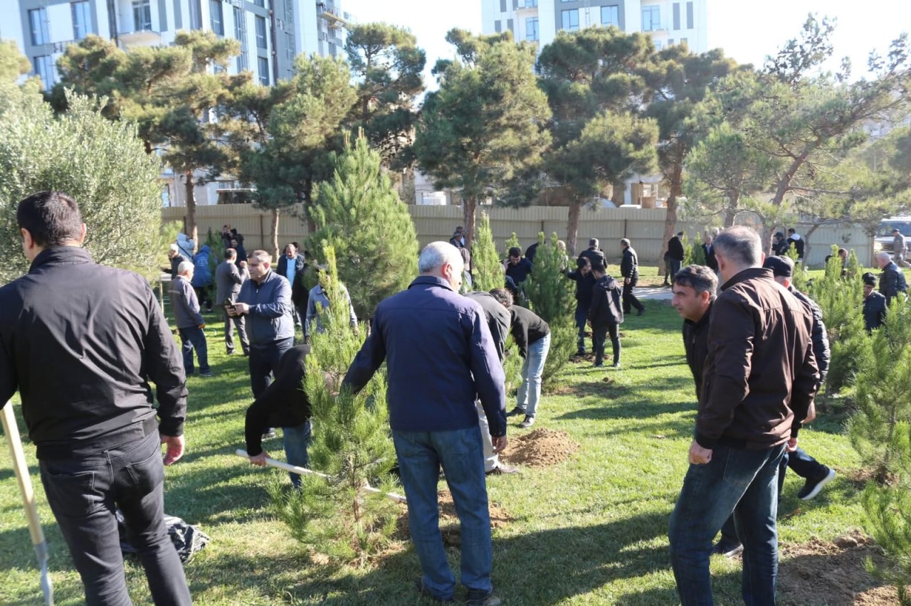 Xətai rayonunda ağacəkmə aksiyası keçirilib - FOTOLAR